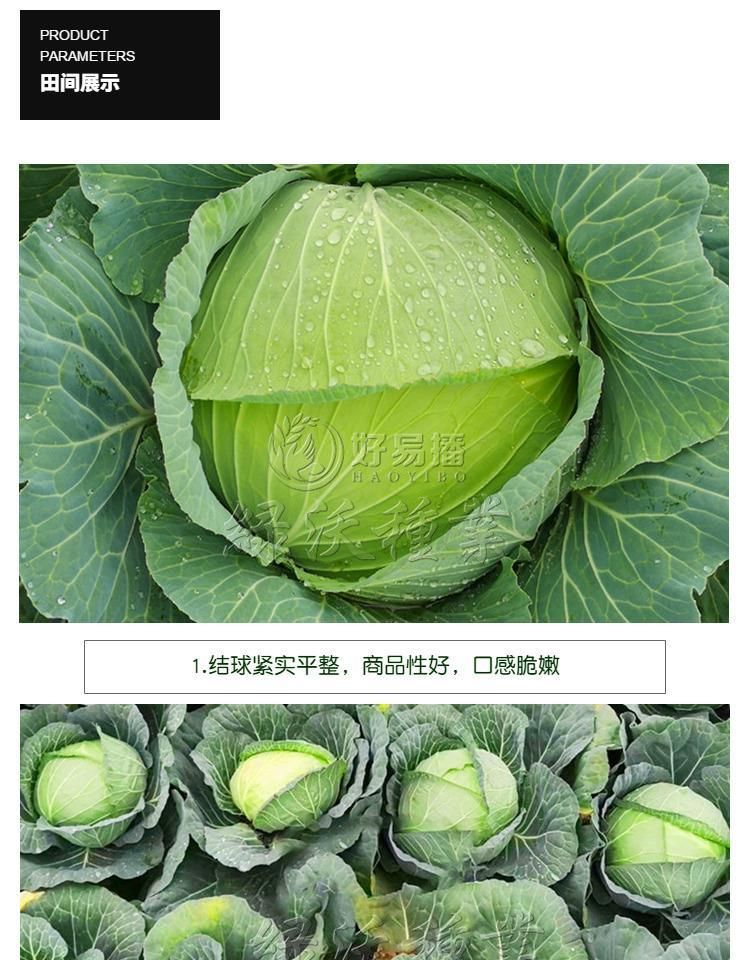 绿甘蓝种子 绿冠甘蓝种子耐热抗病包菜颜色绿口感甜脆蔬菜种子