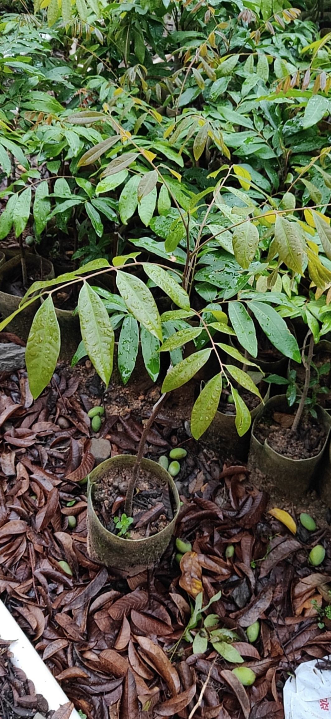 四季蜜龙眼苗  四季龙眼中杯苗布袋苗。