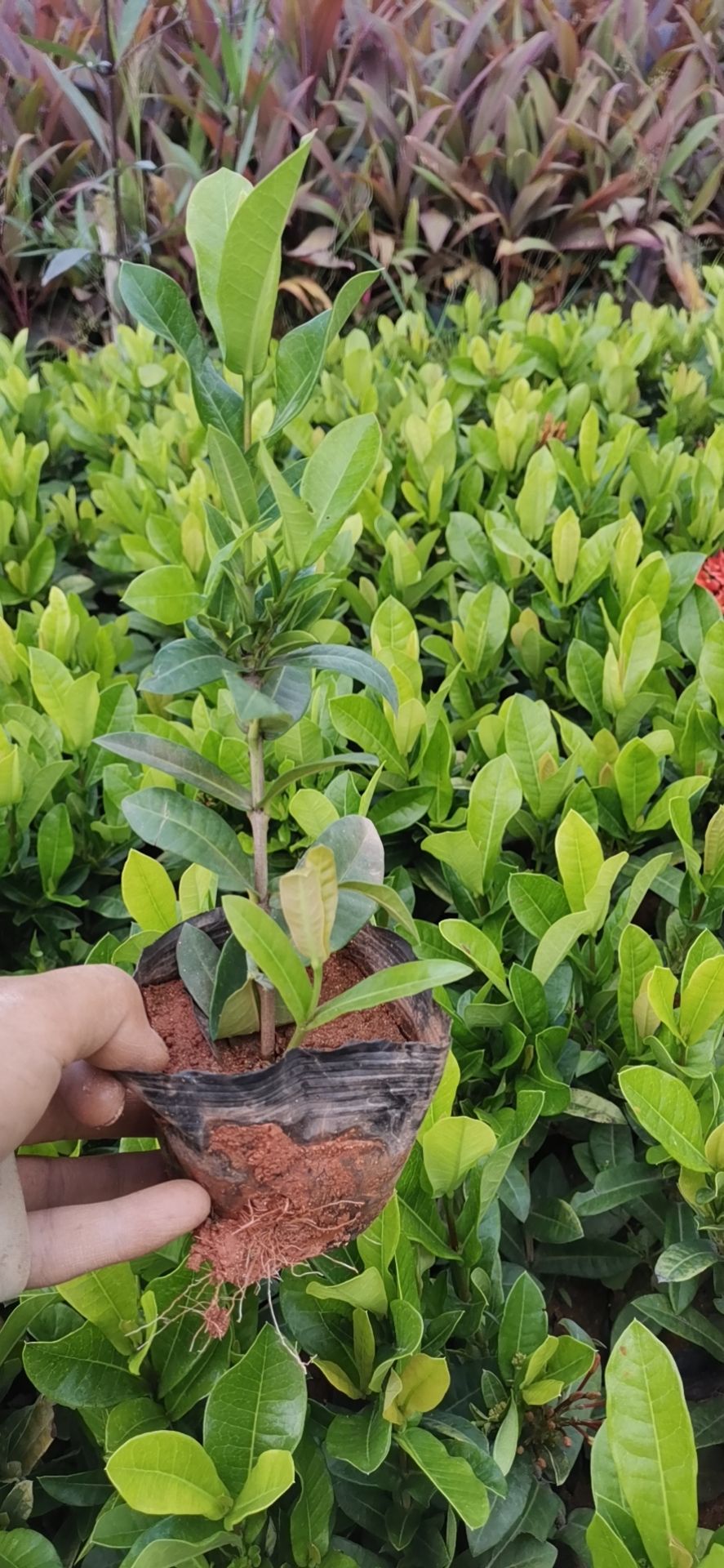 5斤袋小叶龙船花，高度20，开始分枝了