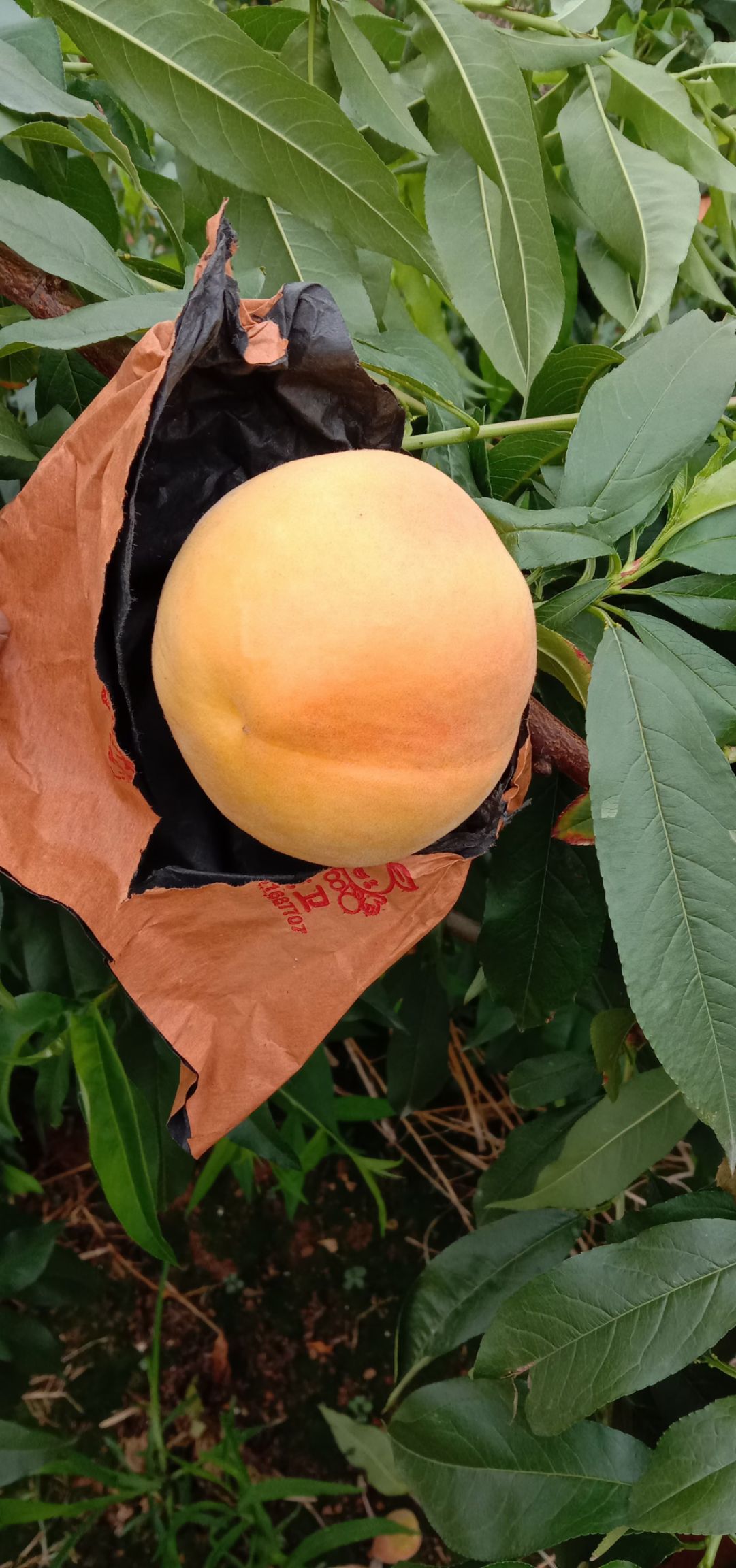 育果袋 果袋～绵阳果衣卫果袋公司