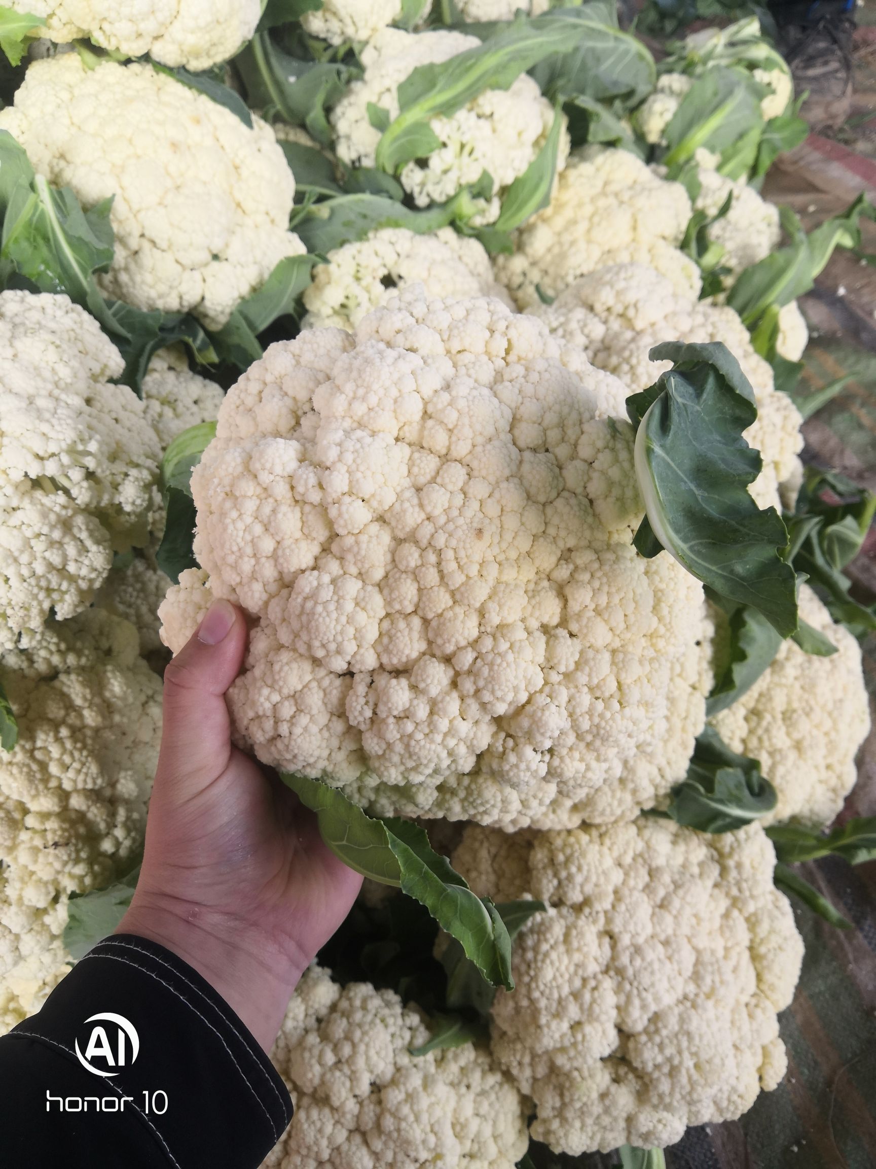 白花菜花  加工厂，大量供应青梗松花