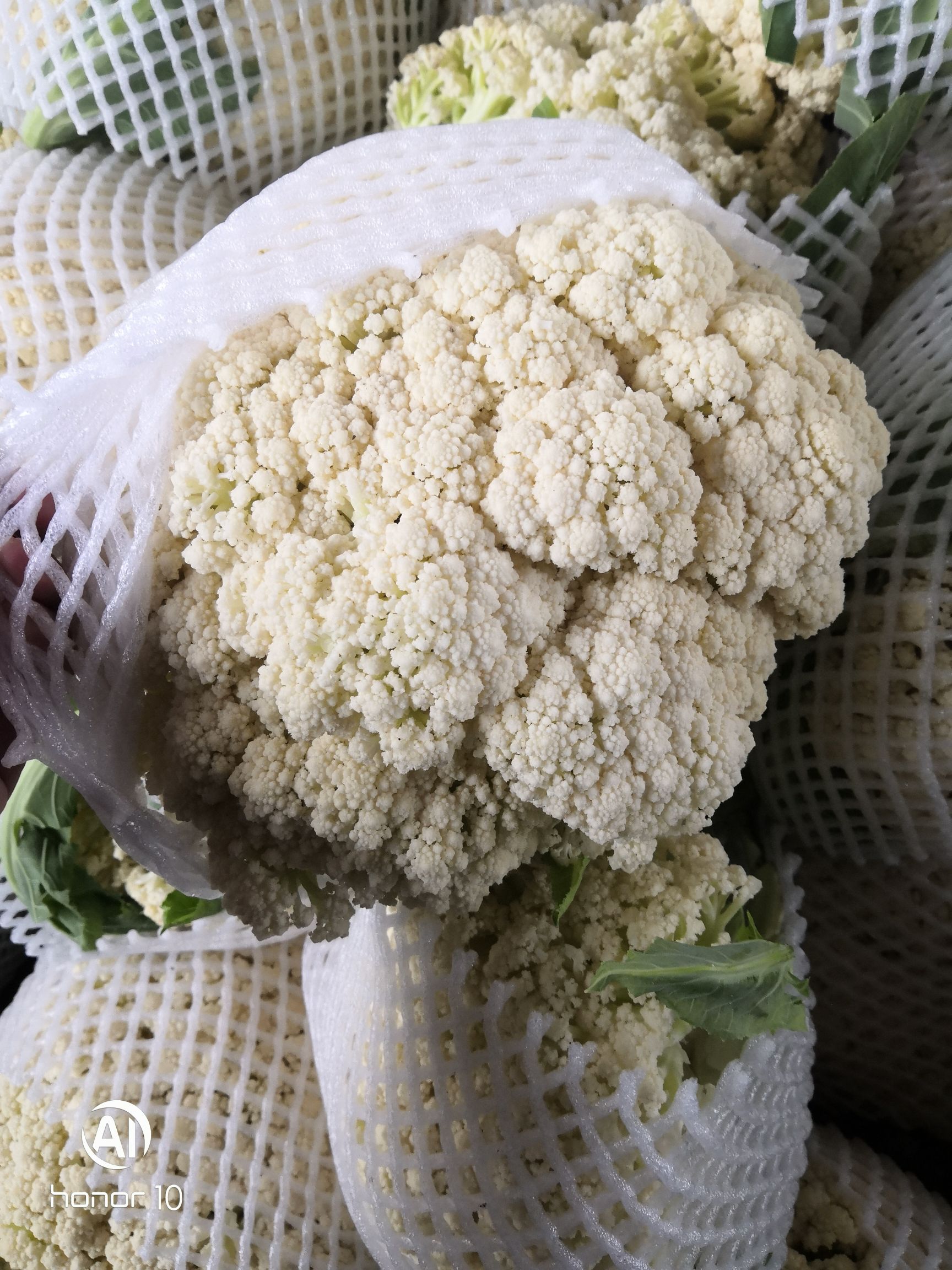 白花菜花  加工厂，大量供应青梗松花