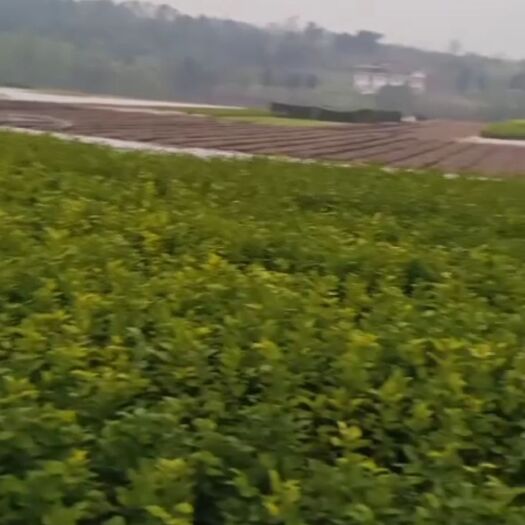 华坪县枳壳苗 