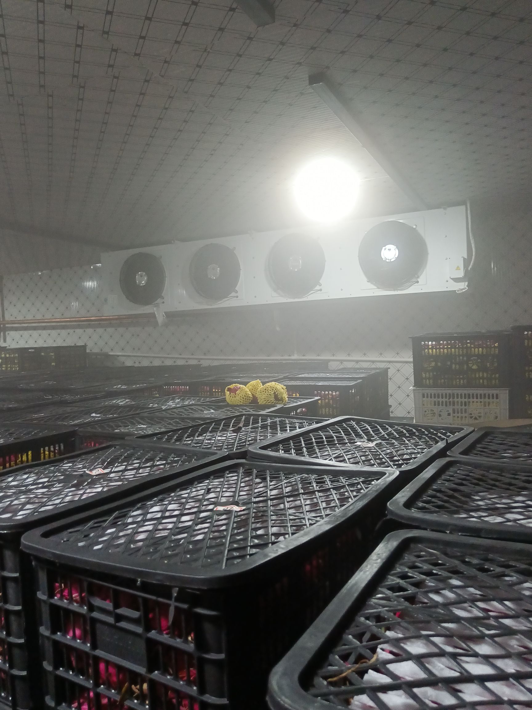 金都一号火龙果，红心火龙果，代办代收，提供洗果，预冷