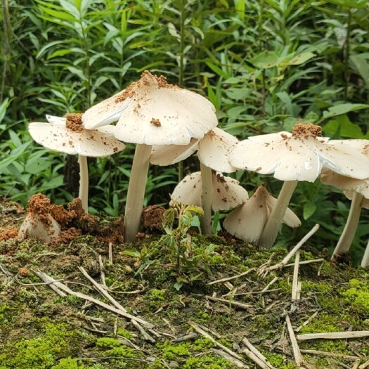 义乌市 野生蘑菇