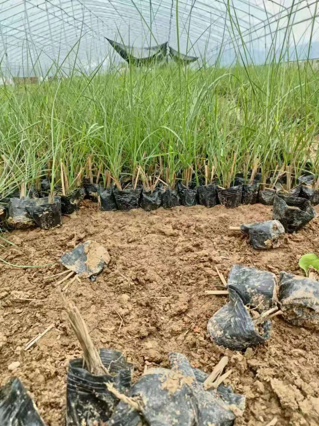 细叶芒苗木花草地被植物山东潍坊青州供应