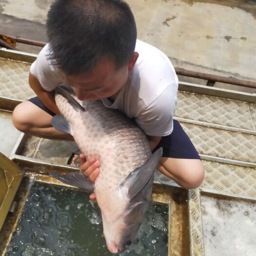 常德青鱼  20到30斤，30到50