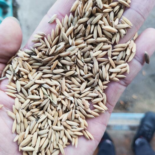 霍邱县籼稻谷 大量出售22年入库丰两优