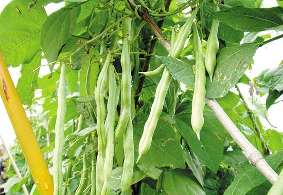 豆角 豇豆，每天供应1000-2000斤