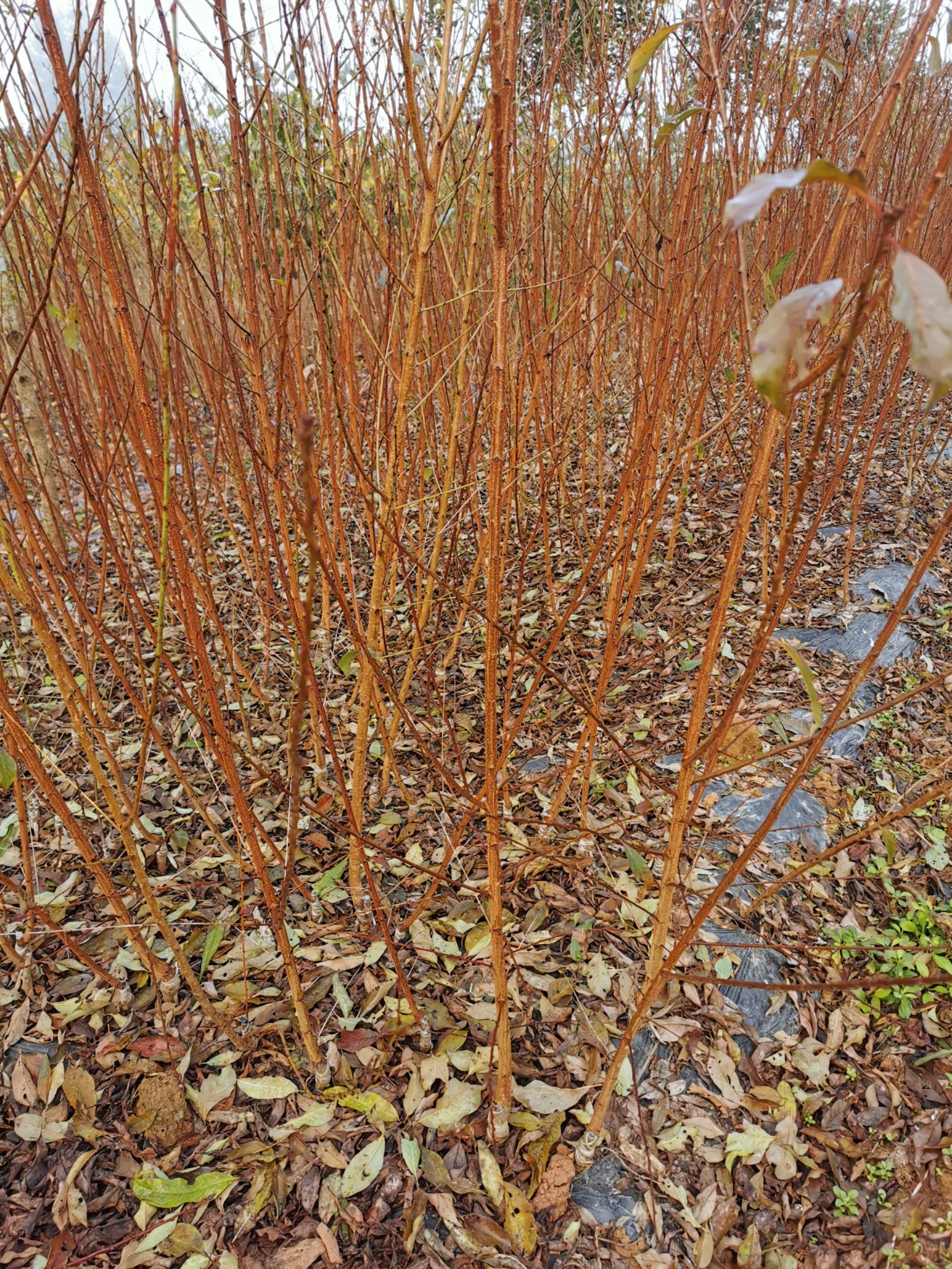 蜂糖李樹苗  蜂糖李種植基地，保證品種純正