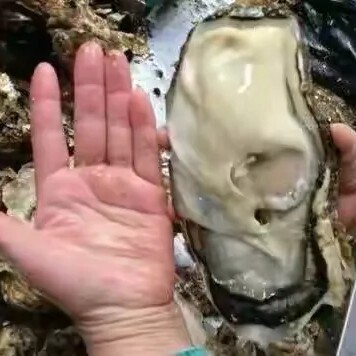 诏安县长牡蛎 精品白蚝，还有一个一斤多的，小规格也有。欢迎各位老板咨询！