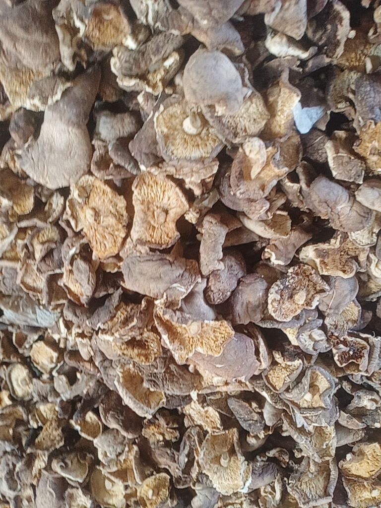 野生香菇 产地直供，一手货源