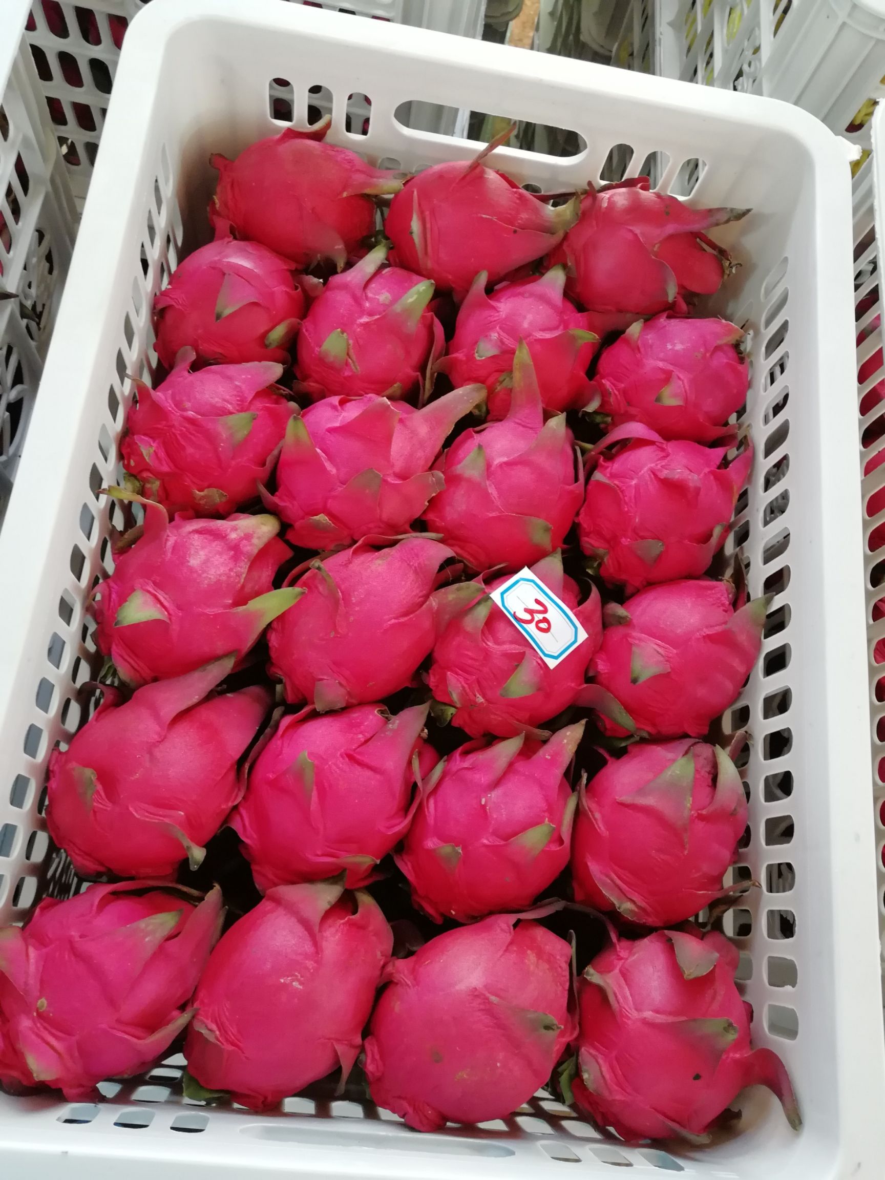 金都一号火龙果  红心火龙果，火龙果，代收，代办，提供洗果，