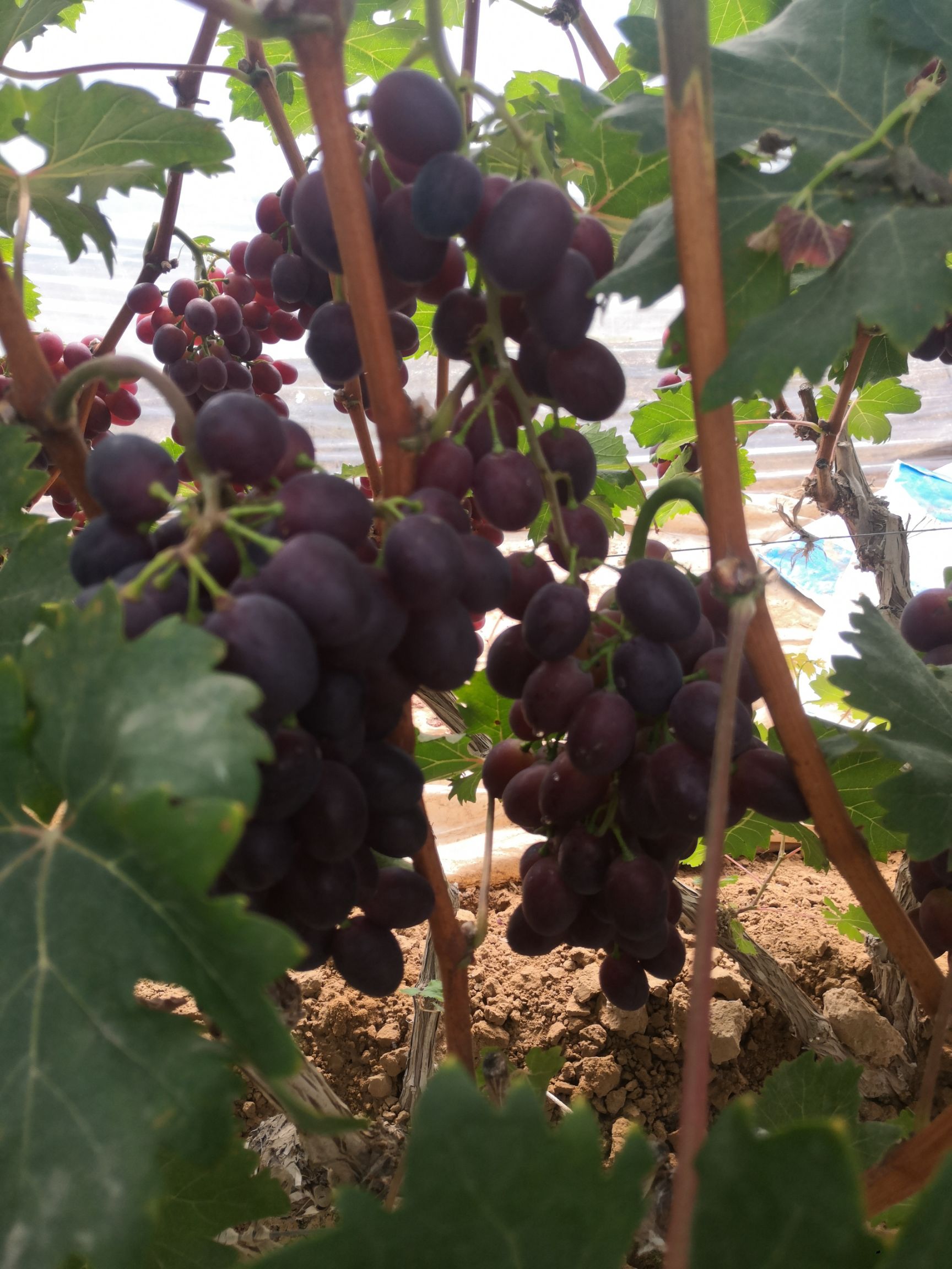 玫瑰香葡萄  早紫葡萄