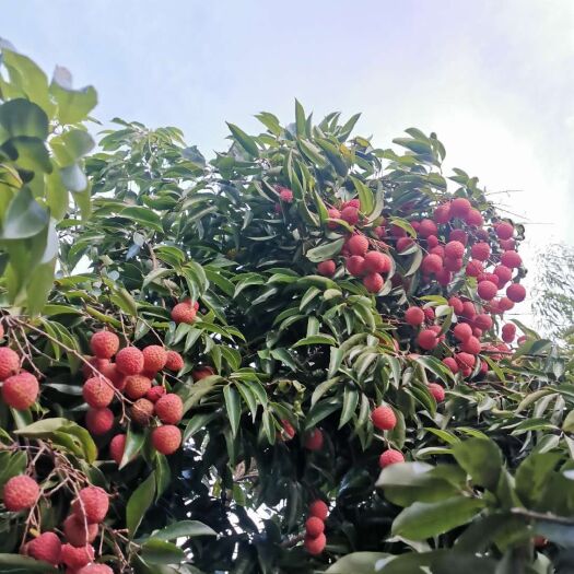 鹤山市荷村桂味荔枝以肉质晶莹、核小、味甜最为闻名