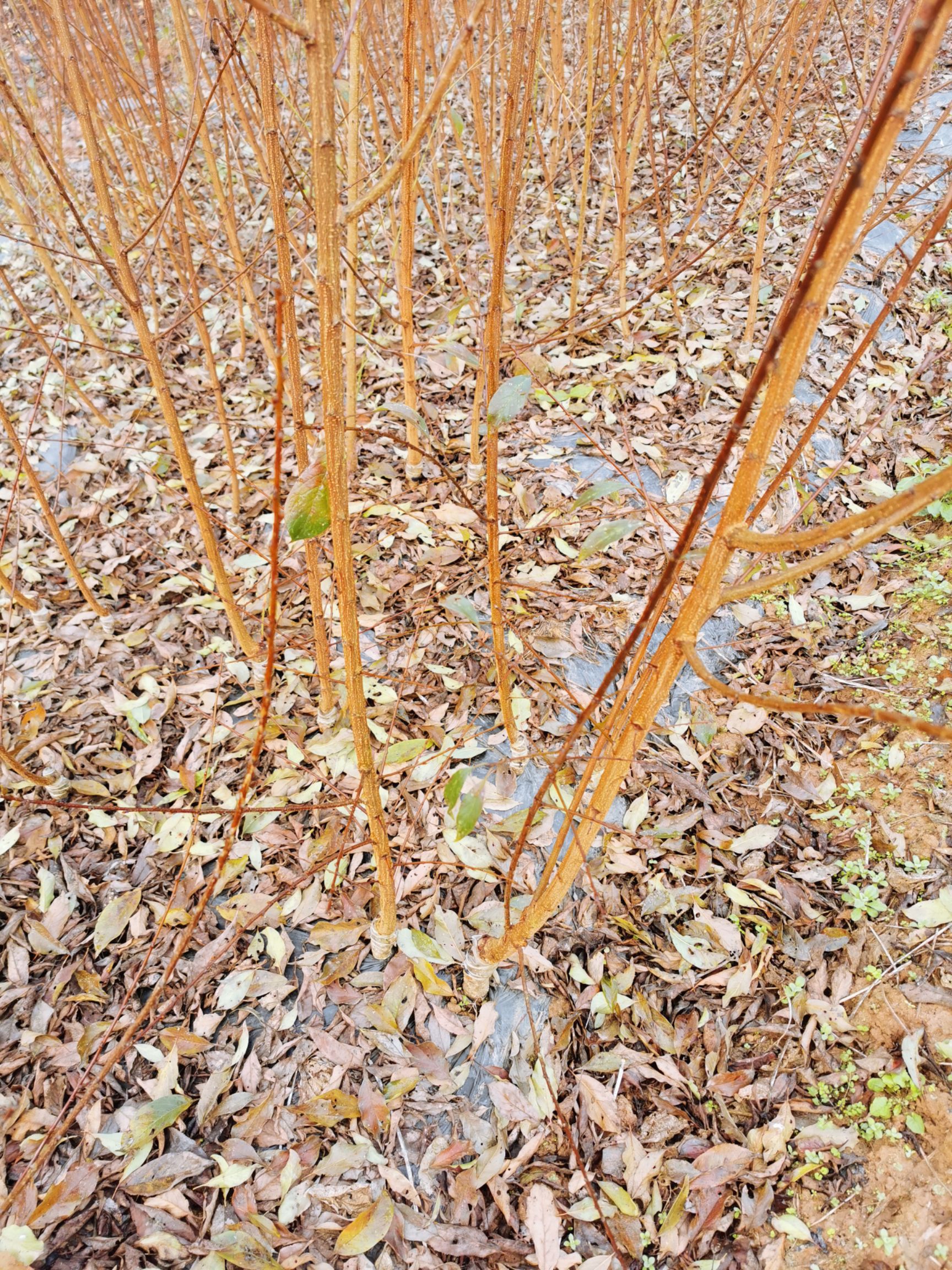 蜂糖李樹苗  蜂糖李種植基地，保證品種純正