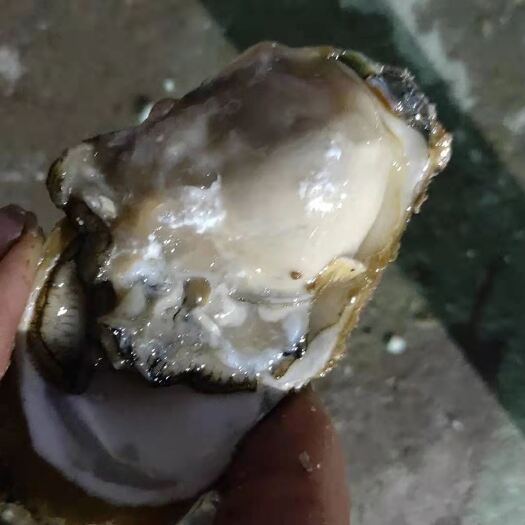 诏安县牡蛎  福建本地拖蚝上线肥度超好，支持小包装，大包装，有量有价