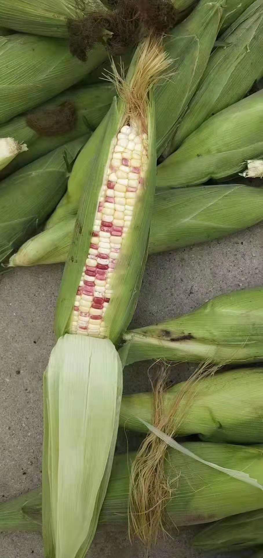 糯玉米  新鲜玉米 一件代发 甜玉米  彩色玉米 万亩基地