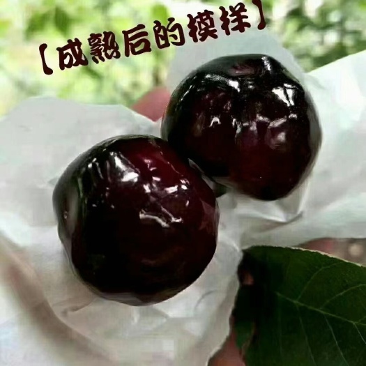 汉源县黑珍珠樱桃 汉源套袋黑珍珠车厘子
