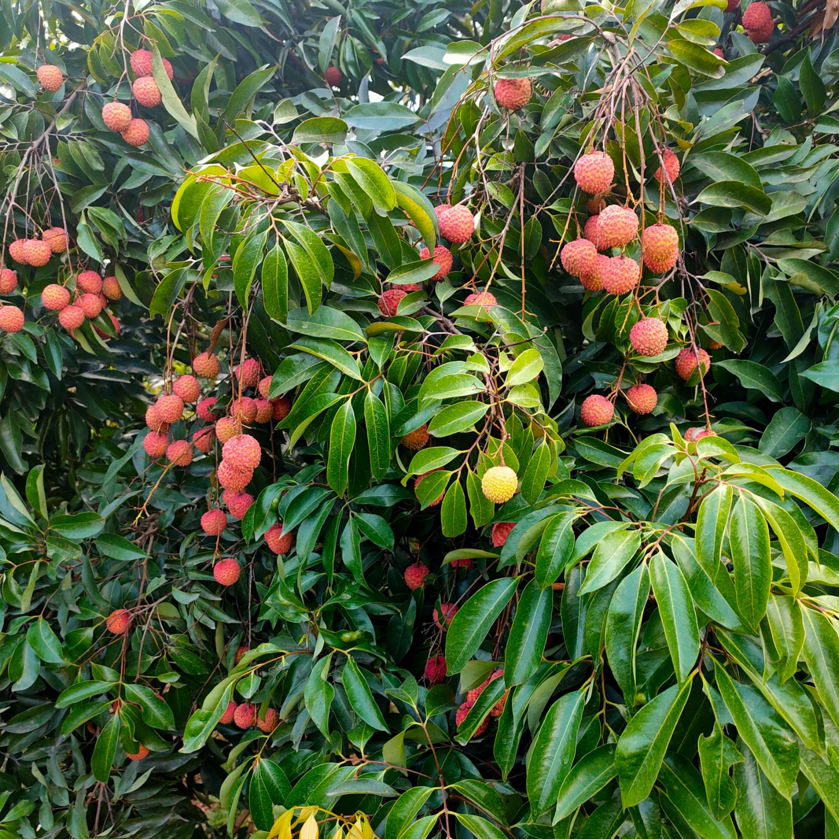 桂味荔枝 桂味茘枝