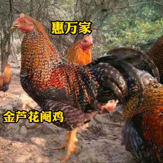 黑芦花鸡苗 白芦花鸡苗 红芦花鸡苗 金芦花鸡苗 运输包存/活