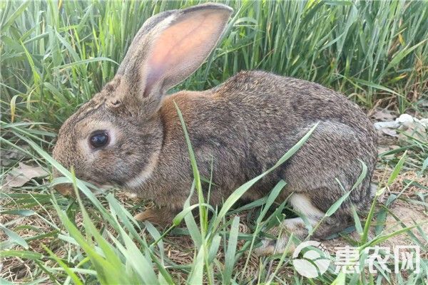 肉兔  贵州毕节哪里有种兔供应  免费提供养殖大棚