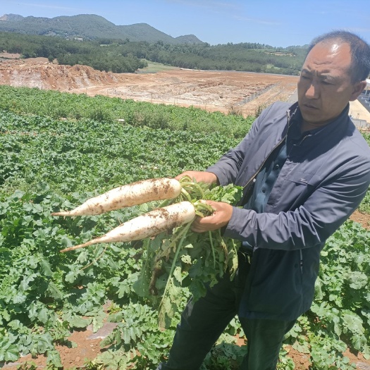 威宁县白萝卜 贵州省毕节市威宁彝族回族苗族自治县 2~2.5斤