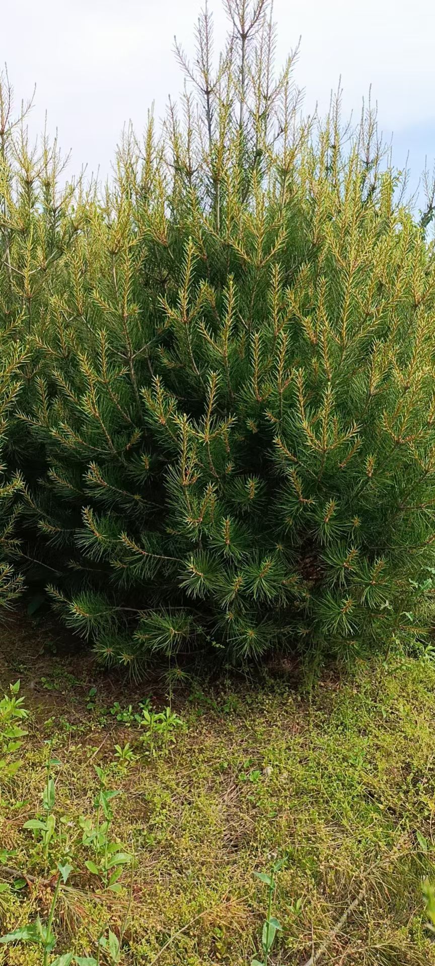 白皮松，白皮松基地，山西白皮松