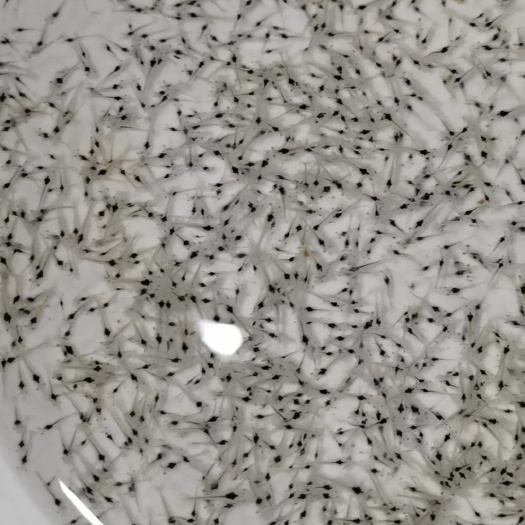 钦州对虾苗，白对虾苗，淡水白对虾苗，提供技术，上门规划场地包回收