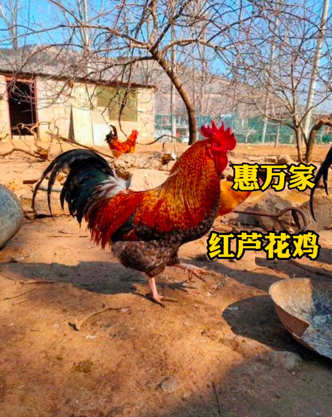 黑芦花鸡苗 白芦花鸡苗 红芦花鸡苗 金芦花鸡苗 运输包存/活