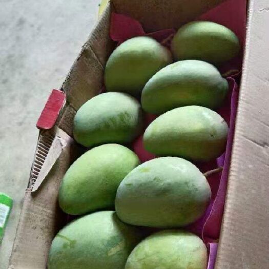 田东县 台农芒果