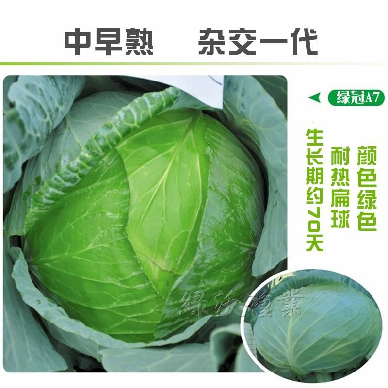 绿甘蓝种子 绿冠甘蓝种子耐热抗病包菜颜色绿口感甜脆蔬菜种子