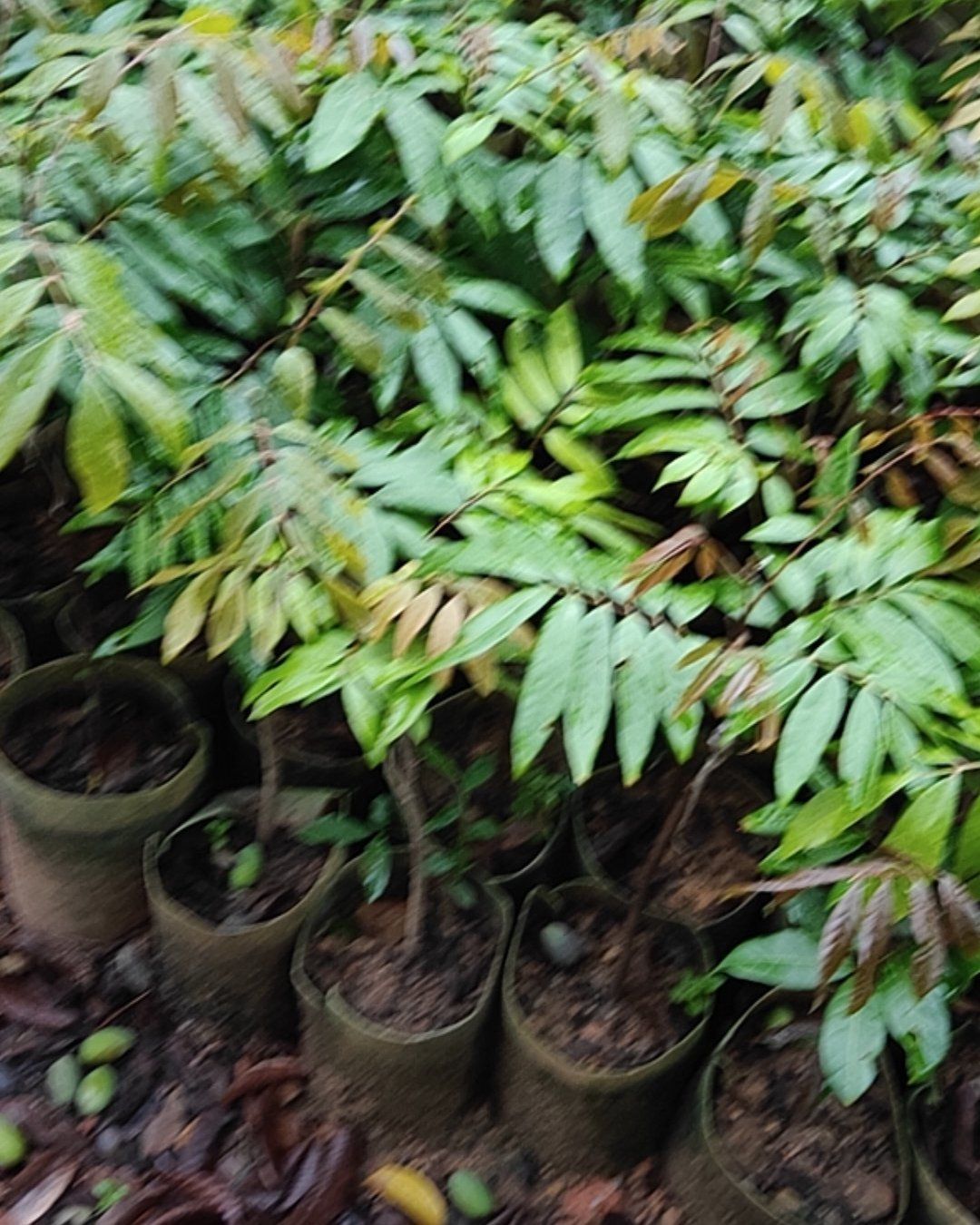 四季蜜龙眼苗  四季龙眼中杯苗布袋苗。