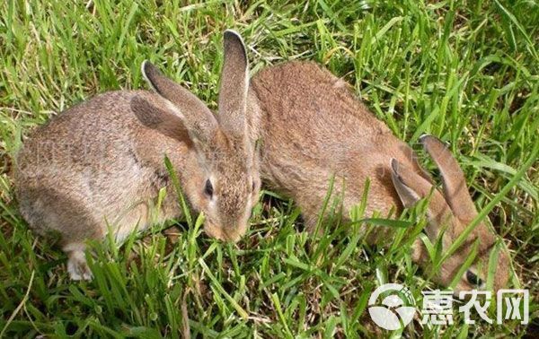 肉兔 比利时种兔供应厂家地址  免费提供养殖笼子  颗粒机