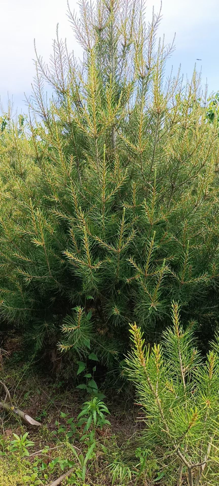 白皮松，白皮松基地，山西白皮松