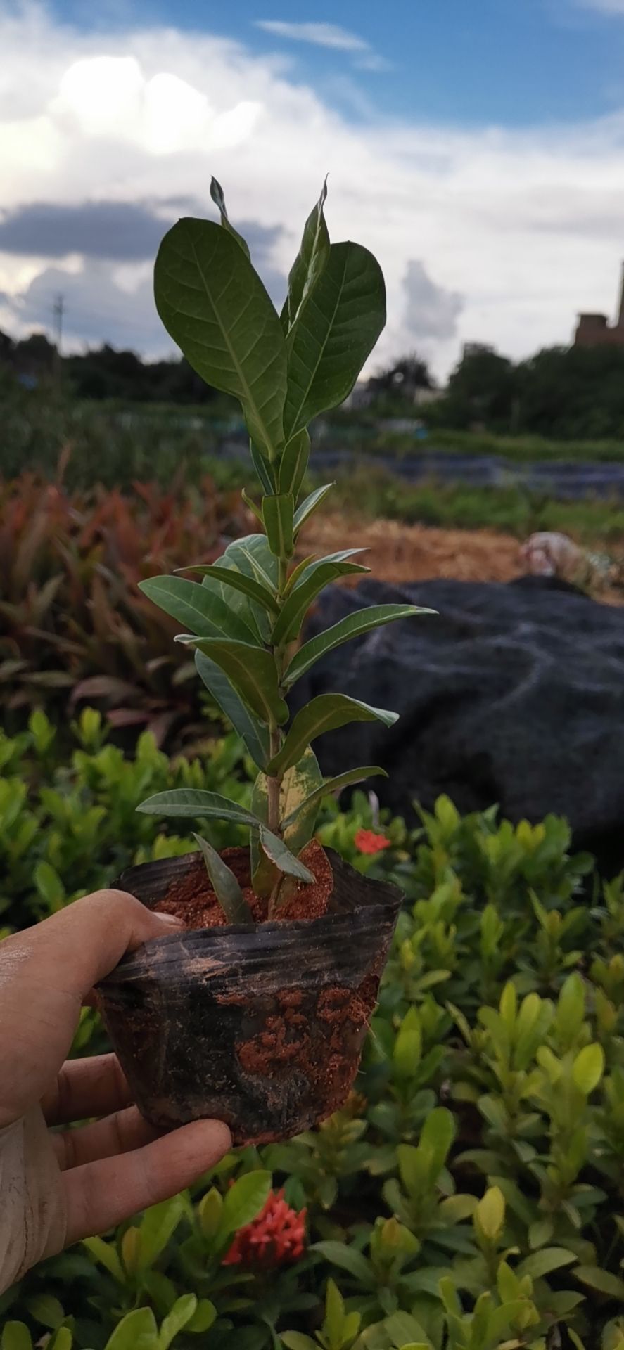 5斤袋小叶龙船花，高度20，开始分枝了