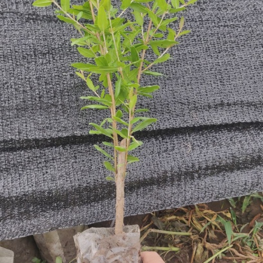 上蔡县突尼斯软籽石榴树苗  突尼斯软籽石榴杯苗