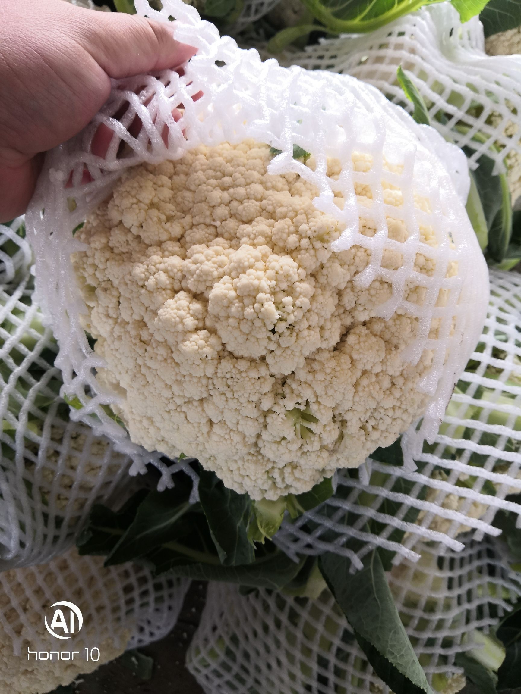 白花菜花  加工厂，大量供应青梗松花