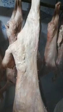 白条羊  羊酮体   40多斤一只