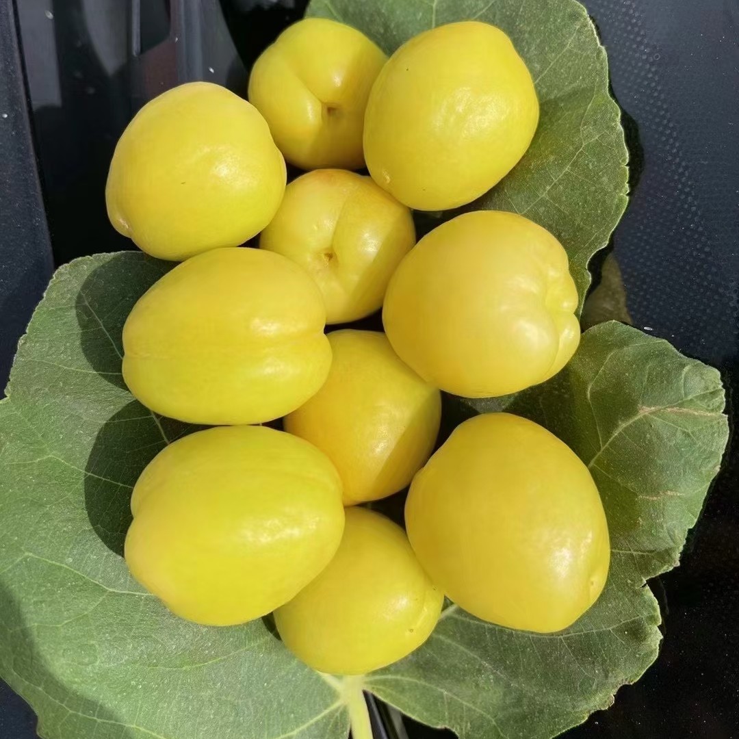 爆款新鲜新疆轮台小白杏多汁超甜现采现摘现顺丰空运包邮坏果包赔