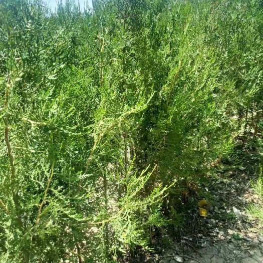 涿鹿县 侧柏苗30到一米苗