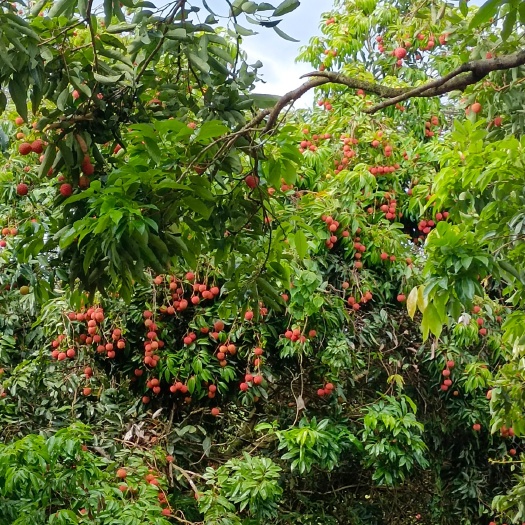 博罗县桂味荔枝 在线批发