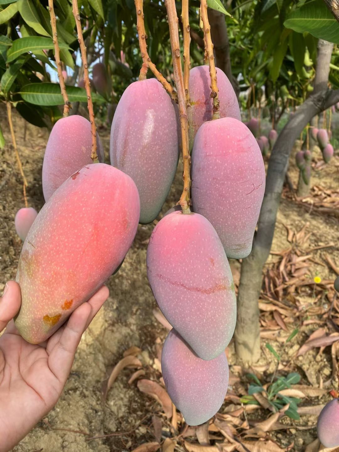 贵妃芒  攀枝花本地红贵妃 大 中 小果 果肉细腻