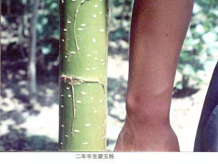 售速生雄性碧玉无絮杨
