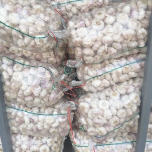 邳州市江苏大蒜，原皮蒜，红皮蒜扒皮蒜精品包装净蒜，质量保证