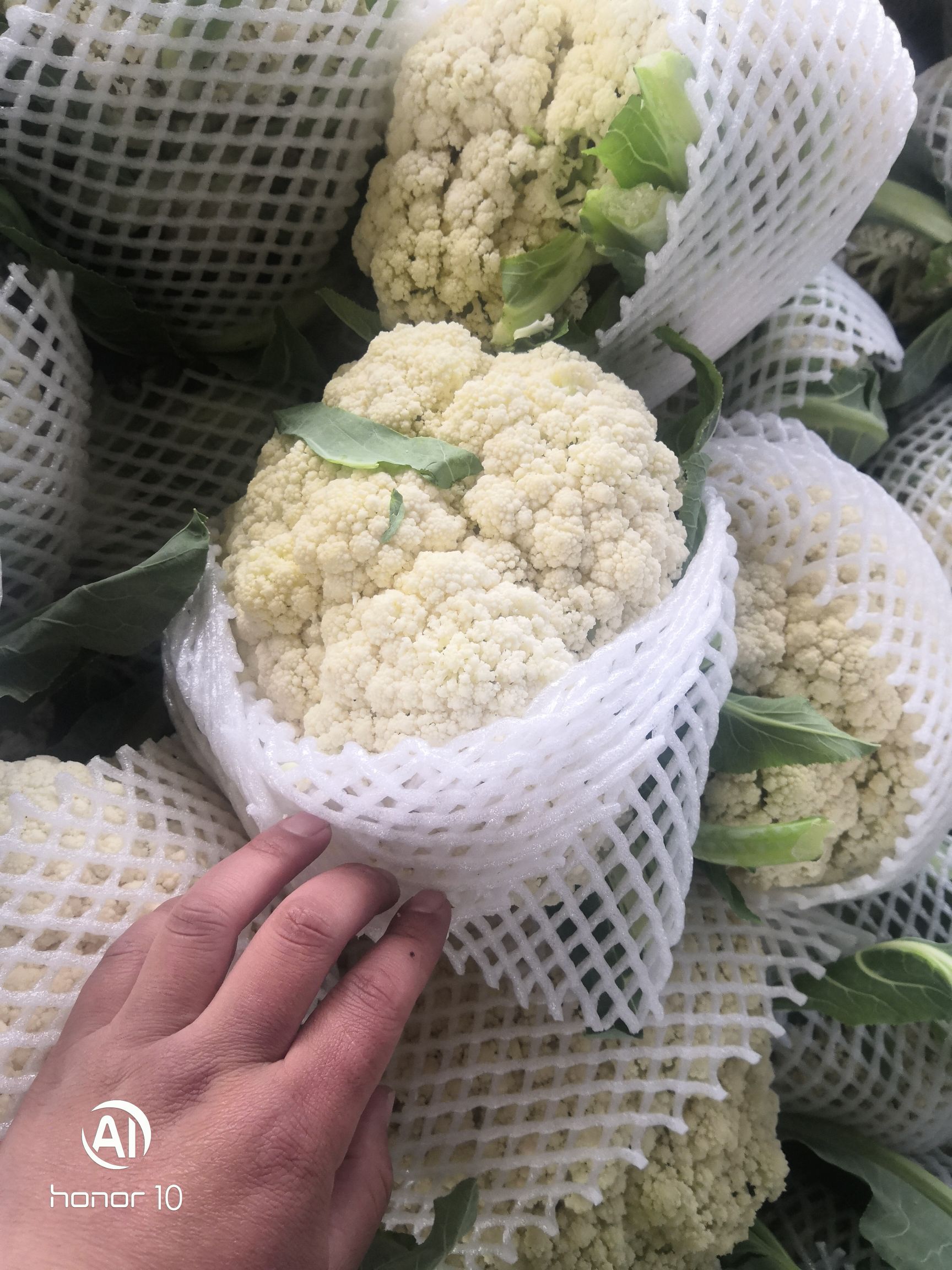 白花菜花  加工厂，大量供应青梗松花