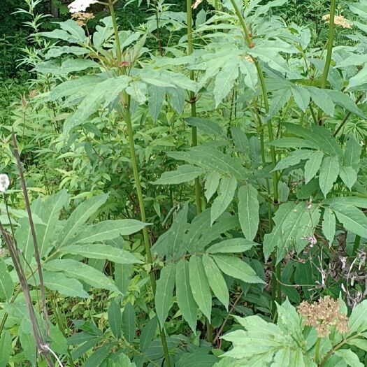 宕昌县 接骨草统货，量大从优！