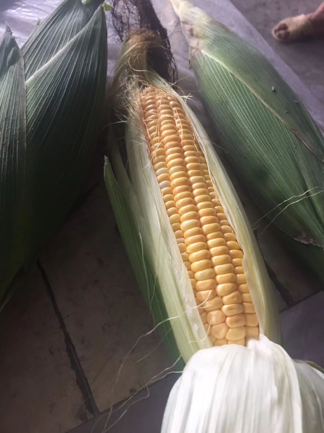 甜玉米  新鲜玉米 一件代发水果玉米 糯玉米 黄色玉米