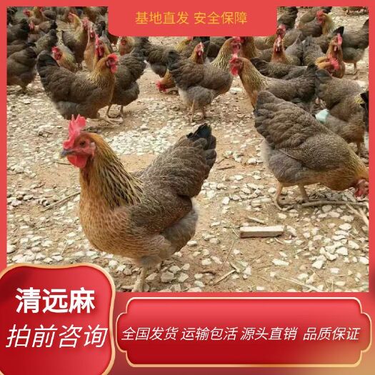 北流市土鸡 清远麻