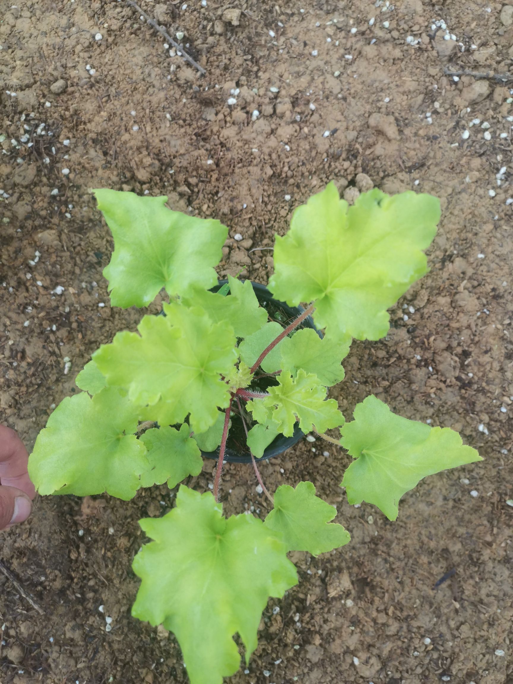 矾根种苗  矾根基地 矾根矾根多年生耐寒草本